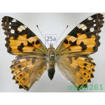 Vanessa cardui (Linnaeus, 1758) ex. ovo Czech25a